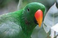 canon G3X sample gallery 9