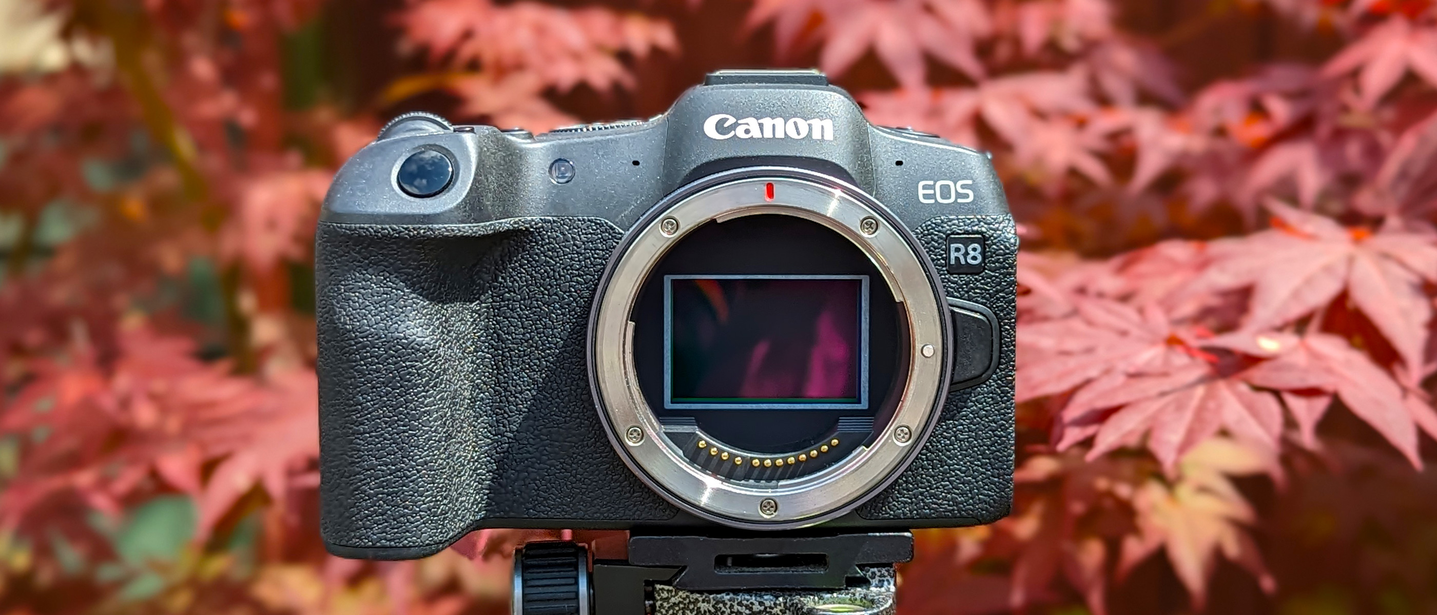 Canon EOS R8 Camera Body