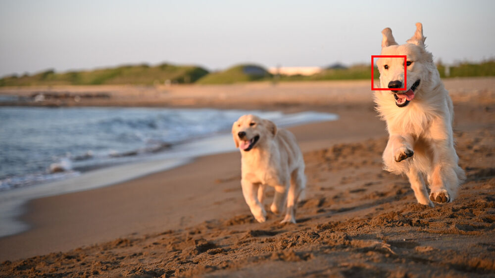 دوربین بدون آینه نیکون Nikon Zf