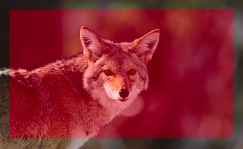 نورسنجی ماتریسی (Matrix Metering)