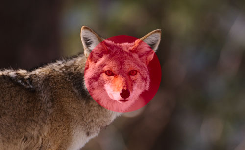 نور سنجی مرکزی (Center-Weighted Metering)