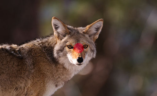 نور سنجی نقطه‌ای (Spot Metering)