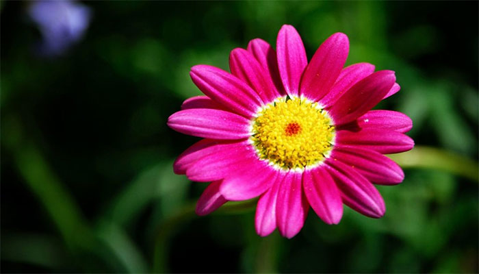 فوکوس خودکار