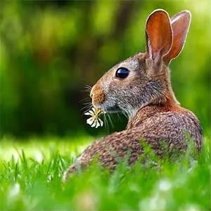 ترکیب زوم اپتیکال و دیجیتال