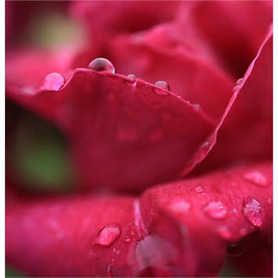 لنز دوربین کانن Canon RF 24mm F1.8 Macro IS STM