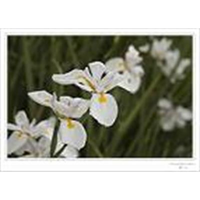 Nikon 24 - 120mm f/3.5 -5.6 AF-S VR 2