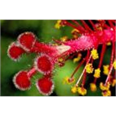 Nikon18 - 55mm f/3.5-5.6 ED II AD-S DX 2