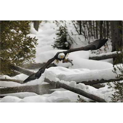 لنز دوربین کانن Canon RF 800mm F5.6L IS USM