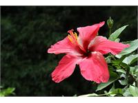 گالری عکس دوربین canon سری R