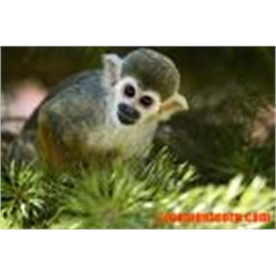 Nikon 80 - 200mm f/2.8D ED AF 2