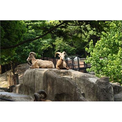 Canon EF-S 18 - 55 mm