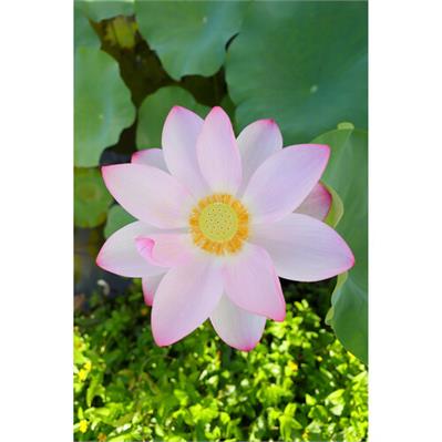 لنز دوربین کانن Canon RF 16mm F2.8 STM