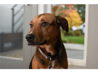 گالری عکس دوربین D3500 نیکون