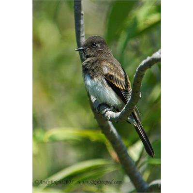 Nikon 80 - 400mm f/4.5-5.6D ED AF VR 2