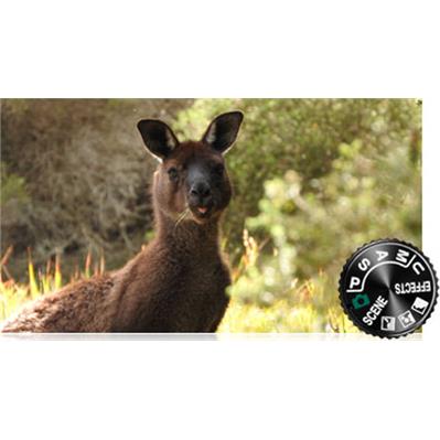 نیکون  COOLPIX P610 7