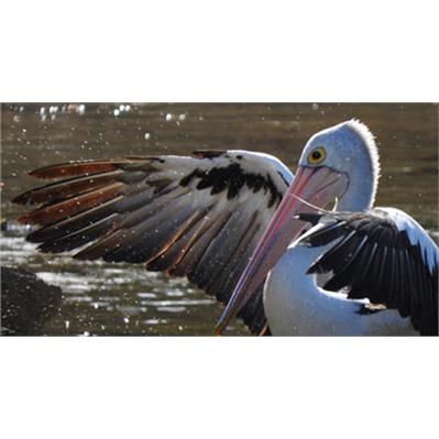 نیکون  COOLPIX P610 8