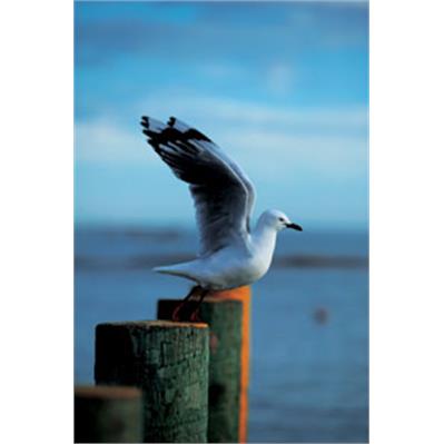 Canon EF70 - 200mm f2.8L USM 2