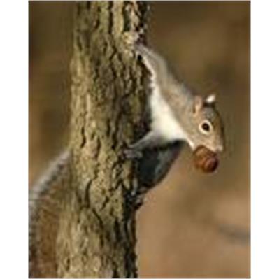 Sigma100 - 300mm f/4 Apo  EX DG HSM 1