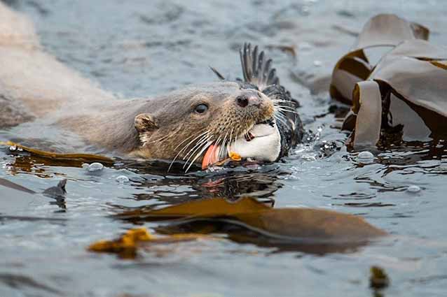 British wildlife 3