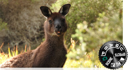 نیکون  COOLPIX P610 7