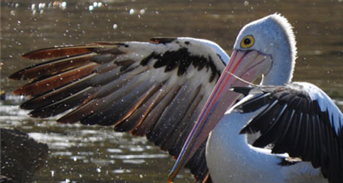 نیکون  COOLPIX P610 8