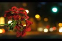 canon G3X sample gallery 11