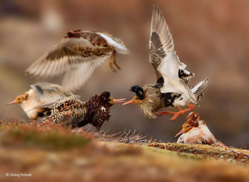 wildlife 5