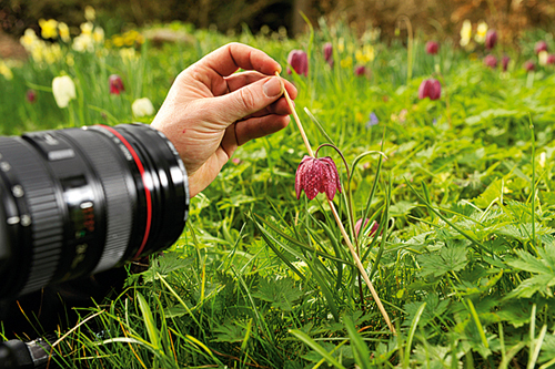 macro or tele lens 6